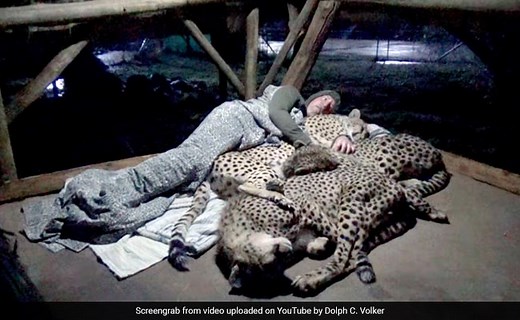 Man Sleeps With Cheetahs To Know Their Sleep Pattern. Old Video Goes Viral