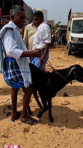 goat and sheep market 🔥🐐🐏 #lkschannel #GOAT | Lks Chanal
