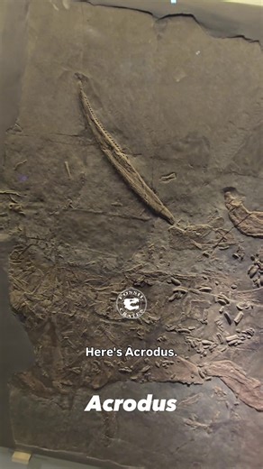 Discovering Jurassic Sharks of Switzerland