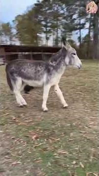 Funny DOGS 🐶 Try Not To Laugh Challenge 😜 (You Will Fail!) #Shorts Part 21