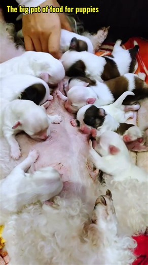 사랑스러운 강아지와 함께하는 행복한 삶 #puppy #dogshorts