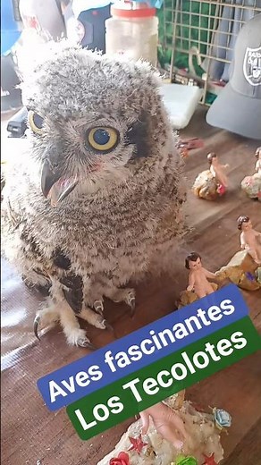 Los tecolotes son aves nocturnas del grupo de los búhos #naturaleza