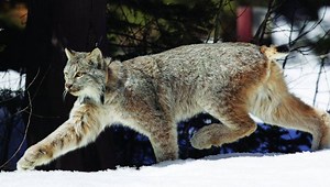 Colorado left out of lynx puzzle