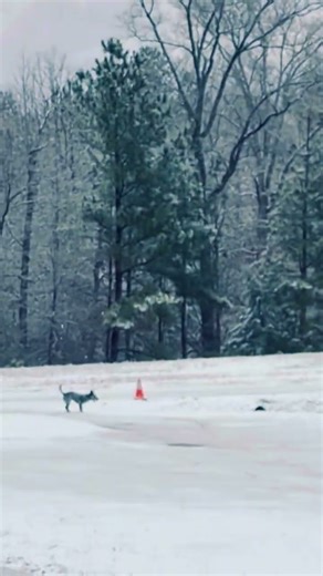 My Blue Heeler is fast!