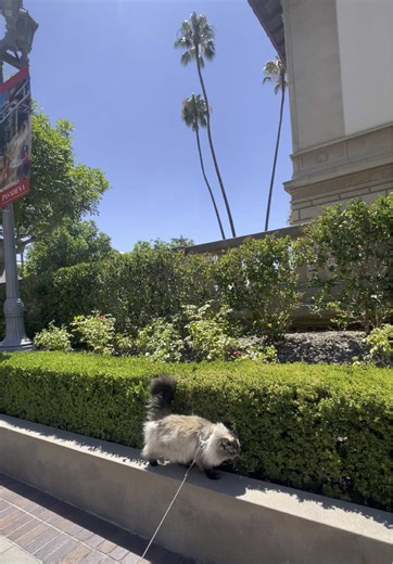 Celebrating 10 Years of CatCon with Merlin