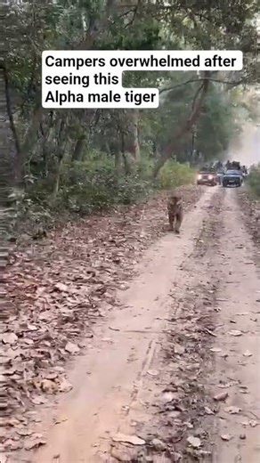 campers overwhelmed after seeing this alpha male tiger #tiger #tigerspotted #camping #wildlife