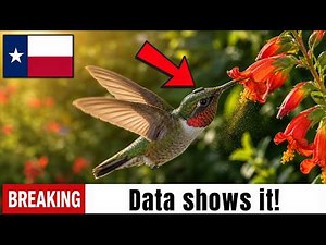 Texas Tracks Ruby-Throated Hummingbirds — What the Data Reveals Is Insane