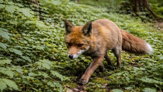 Forest camera trap uncovers nature’s hidden moments