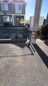 猫の脱走と外気浴の瞬間
