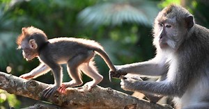 Gorille, chimpanzé, orang-outan… qui est le plus intelligent des primates ?