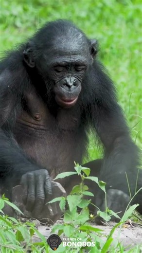 Bonobos Tool Use: Intelligent Wildlife in Congo