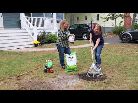 Pretty Bedford Gardens - Growing Grass After Tree Removal