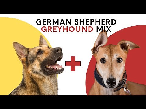 German Shepherd Greyhound Mix