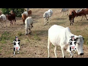 Funny Cow Dance | Cow Video in forest | Cow Forest Video