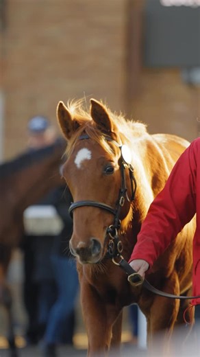 Juddmonte on Instagram: "CHALDEAN’s first foals were highly prized this week @tattersalls1766, with 25 lots sold for an average of 107,440gns – 4.5 times their conception fee 💥 We caught up with Nick Pocock of @stringstonfarm, who sold Chaldean’s top-priced lot, a filly out of You Look So Good who made 240,000gns to @sackvilledonald, along with a colt out of Sitara’s Legacy who sold for 180,000gns to Juddmonte 🙌 #Juddmonte #JuddmonteStallions #JuddmonteFarms #BansteadManorStud #Chaldean #TheIm