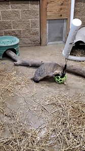 How do badgers celebrate National Badger Day? 🦡 Our American badgers have Keeper Lauren to thank for their awesome new puzzle feeder! Using feeders like this require animals to engage in natural feeding behaviors, encourages mental stimulation, provides enrichment, and decreases overeating. National Badger Day is held on October 6th every year. Technically it is only an official holiday in Great Britain but American badgers deserve just as much recognition in our opinion! These furry mustelids 