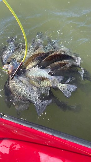 44K views · 724 reactions | Limited out today at bois d arc! The average fish on this stringer was well over 12 inches! #reelsvideoシ #followmeシ゚ #kidkrappie #reelschallenge #bnmpoles #contentcreatorlife #tips #November #crappie #BoisdArcLake | KidKrappie | Facebook