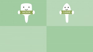Download happy tooth type with detail word - incisor, canine, premolar, molar, kind of teeth - dental cartoon vector flat style 2d footage animation, in 4K and UHD ultra high definition video format 3840x2160 for free