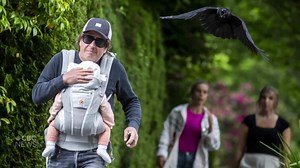 Why are crows swooping, swiping and divebombing people for\nseemingly no reason?