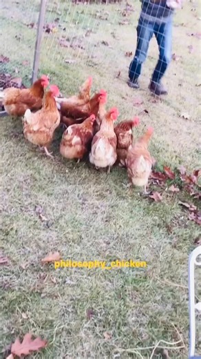 Philosophy Chicken on Instagram: "Throwback. When I was teaching them to how to get in to the coop/run. They learned very quickly. #chickens #running #chickenlife"