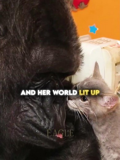 This Gorilla Got Two Kittens for Her Birthday🦍🐱