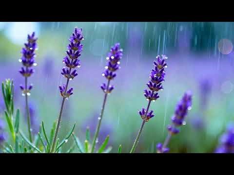 Feel the Peace 💧 | Rain Therapy | Rainy Window View | Mental Reset