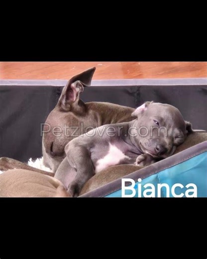 Bianca — An Elegant Italian Greyhound Puppy Ready for Her Forever Home ✨🐶