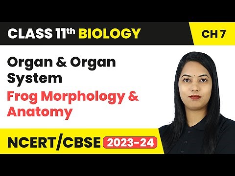 Organ & Organ System, Frog Morphology & Anatomy - Structural Organisation in Animals | Class 11 Bio