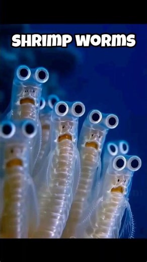 Animals that can live without oxygen. #animals #shorts