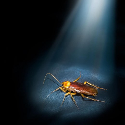 Cockroach Facts Every Homeowner Should Know