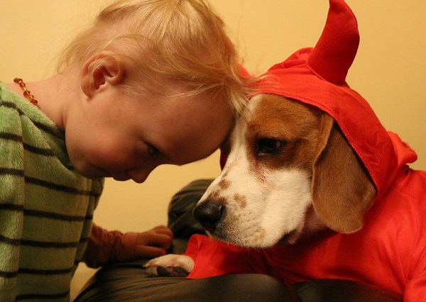 Beagle dog and baby playing together
