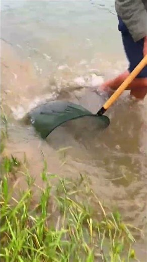 The process of catching Bitterling in streams side