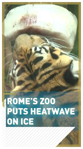 5.3K views · 97 reactions |  In order to cope with an unusually early heatwave, Rome's Bioparco di Roma zoo is giving its animals frozen treats.   In spite of the sweltering heat, the Italian zoo's furry creatures are enjoying their newly discovered iced goodies with frozen fruits, fish and meat in abundance.  | CGTNEurope | Facebook