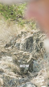 Prairie rattlesnakes, like many reptiles, enter a state called brumation during the colder months, which is similar to hibernation. As temperatures drop, these snakes gather in communal dens, or hibernacula, often located in rocky outcrops, caves, or crevices in the foothills. These hibernacula provide stable temperatures, keeping the snakes safe from freezing. They become inactive, slowing their metabolism drastically, but will still move slightly during warmer winter days. Prairie rattlesnakes