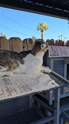 Yuki at Mad Katterville #cute #cat