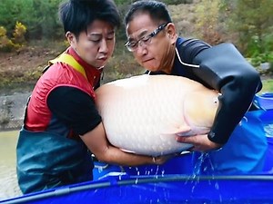 Modern Koi Blog #550 - Live aus Japan: Yamaguchi Super Jumbo Karashigoi Teil 1