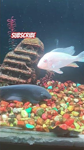 Mysterious Black Ghost Fish Gliding in the Aquarium #Shorts