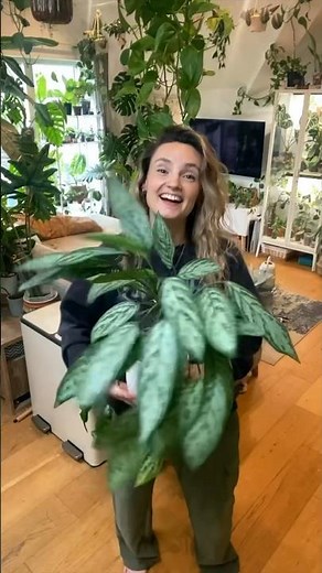 Easy, low-light plants PART 2 🌿 #houseplants #plants #indoorplants #gardening #plantcare #planttips