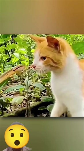 why do cats win to snakes 👍 #cat #facts