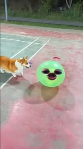 cute puppy cute corgi action 😍