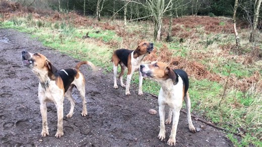 Foxhounds Singing in the Woods | Hound Hunting Sounds
