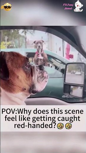 #63 Cats & Dogs 😂 Funniest Teamwork Moments #shorts