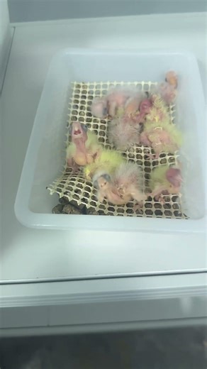 Parrot Disease Prevention - Sun Conure