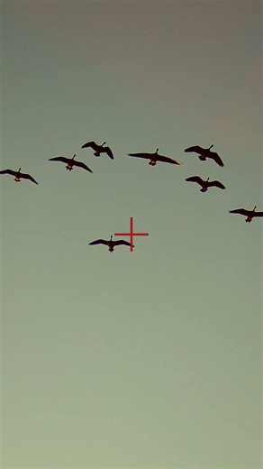 Epic Manitoba Waterfowl Hunt Highlights 4 #hunting #waterfowl