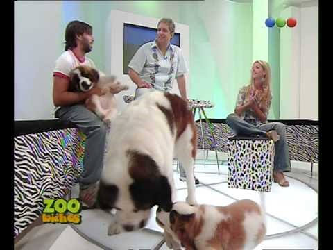 Perros San Bernardo - Zoo Bichos