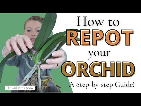 How to Plant Orchids in a Pot | Repotting + Root & Soil Tips