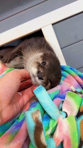 Wakey wakey. 🦦💤🥰 Did you know Asian small-clawed otters use over a dozen different vocalizations to communicate and those tiny morning squeaks are basically their version of “good morning.” 🥹 There is truly no better or more special way to start off our day…than with animals! And we hope your day is as otterly sweet as this wake-up call. 🦦💗❤️🐾 #otter #asiansmallclawedotter #sleep #otters #animallovers #majesticmeadows | Majestic Meadows Alpacas & Boutique