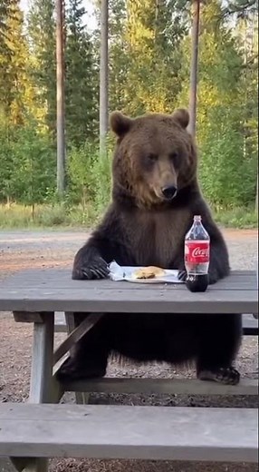 🐻 Bear Casually Sits at Picnic Table Like a Tourist!