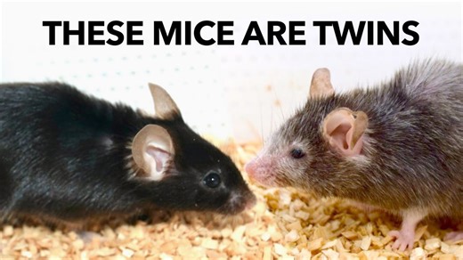 Scientists are learning how aging can be slowed