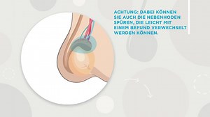 Die Hoden richtig abtasten